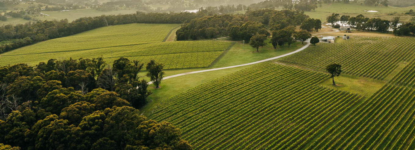 Small Wonder vineyard